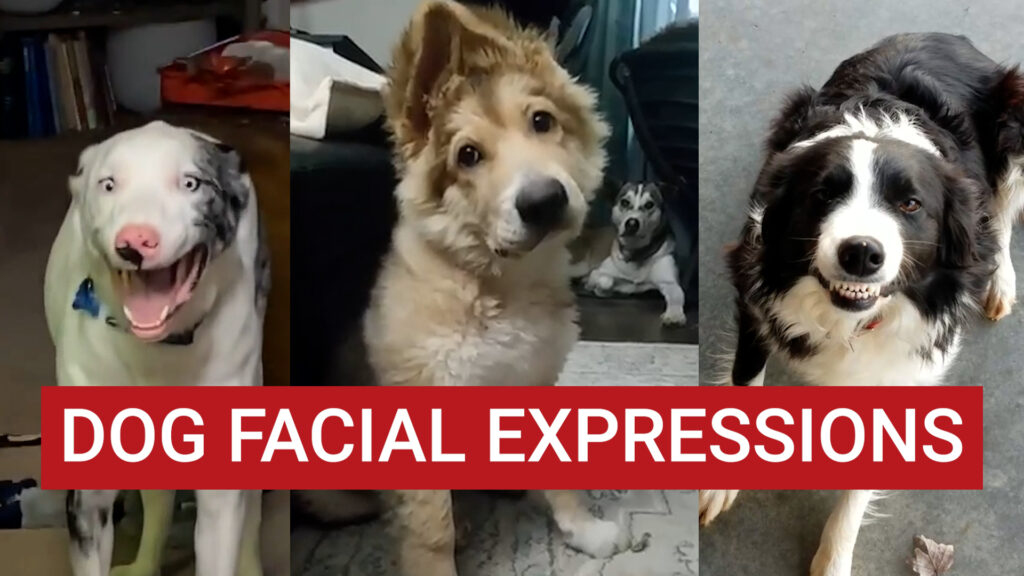 facial-expression-1024x576 Body language of a dog in Pain -in Depth Analysis