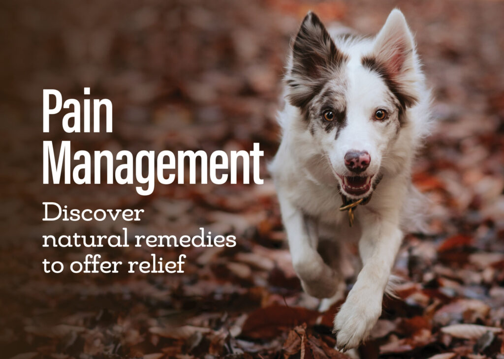 pain-management-scaled-1-1024x730 Body language of a dog in Pain -in Depth Analysis
